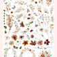 #1 WILDBLUMEN  RubOns - Rub-Ons - A4 Bogen